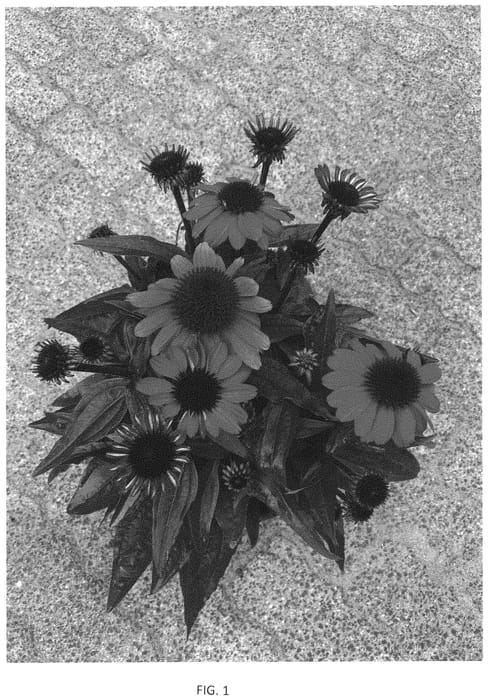 Figure 1 of US plant patent PP33799, the photograph of BullEchipur 1201 printed in the patent.