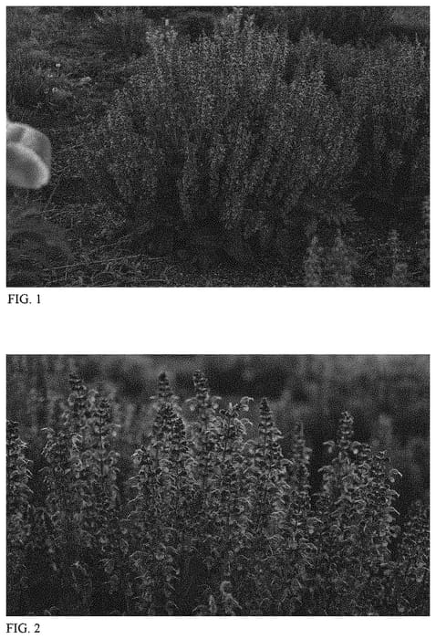 Figure 1 of US plant patent PP33801, the photograph of Tidal Pool printed in the patent.