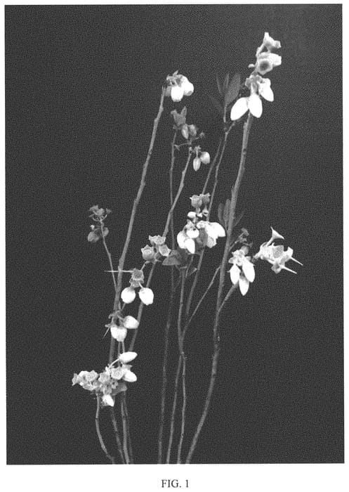 Figure 1 of US plant patent PP33802, the photograph of Colossus printed in the patent.