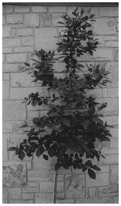 Figure 1 of US plant patent PP33803, the photograph of BBN-01 printed in the patent.