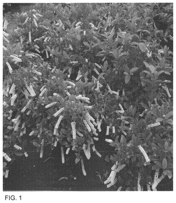 Figure 1 of US plant patent PP33804, the photograph of SMIHGRS printed in the patent.