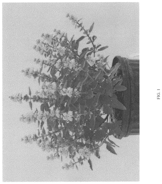 Figure 1 of US plant patent PP33805, the photograph of DCARBEYBAR printed in the patent.