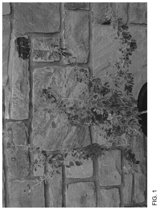 Figure 1 of US plant patent PP33806, the photograph of MSWNRascon printed in the patent.