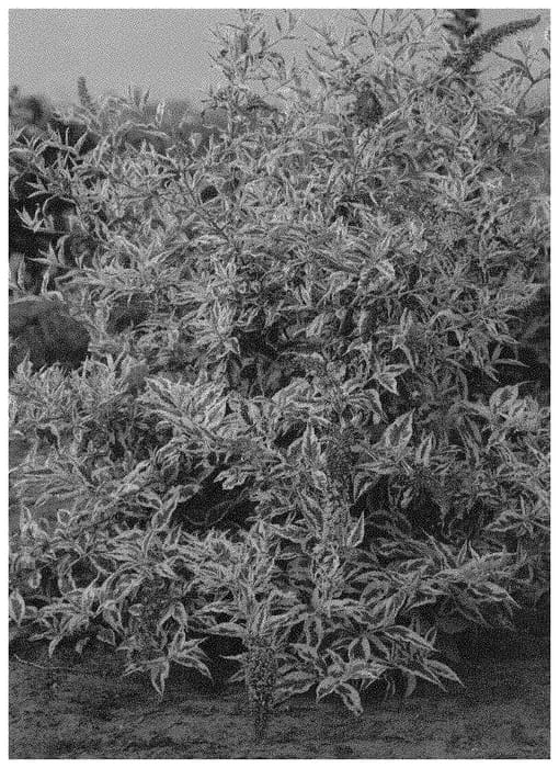 Figure 1 of US plant patent PP33807, the photograph of BUDHUR99 printed in the patent.