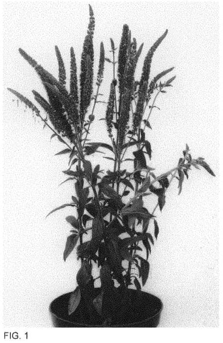 Figure 1 of US plant patent PP33808, the photograph of Allvnav printed in the patent.
