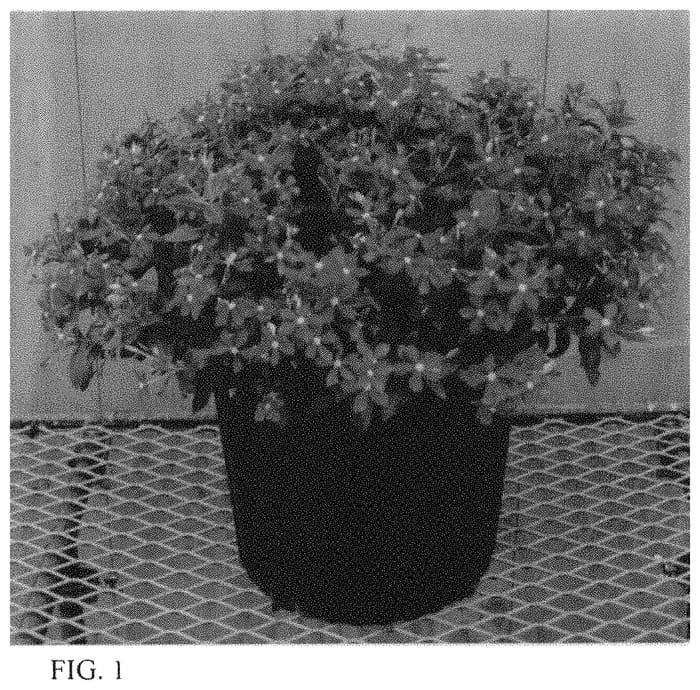 Figure 1 of US plant patent PP33809, the photograph of Suncath 132 printed in the patent.