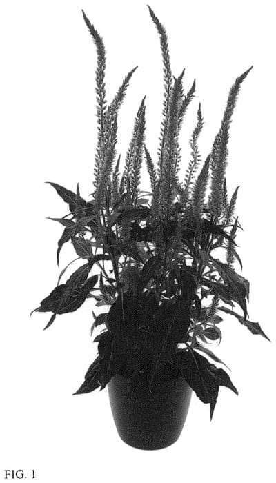 Figure 1 of US plant patent PP33810, the photograph of BKCECAPI printed in the patent.