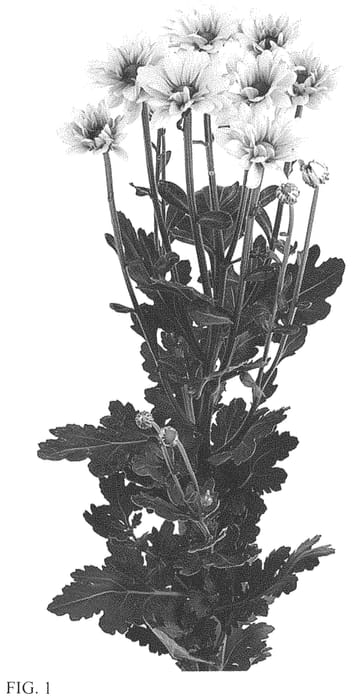 Figure 1 of US plant patent PP33811, the photograph of DLFSHAD3 printed in the patent.
