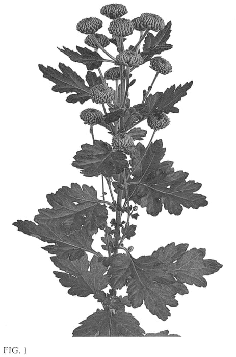 Figure 1 of US plant patent PP33812, the photograph of DLFDGRN5 printed in the patent.