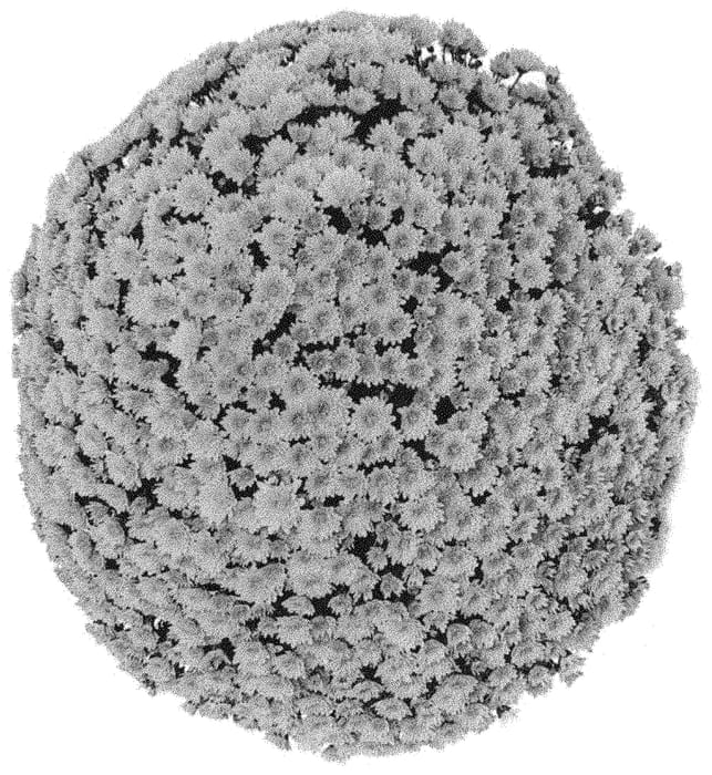 Figure 1 of US plant patent PP33813, the photograph of G21VIG05DY printed in the patent.