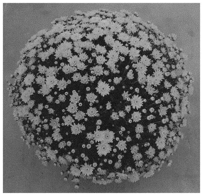 Figure 1 of US plant patent PP33814, the photograph of Zanmulpine Yellow printed in the patent.