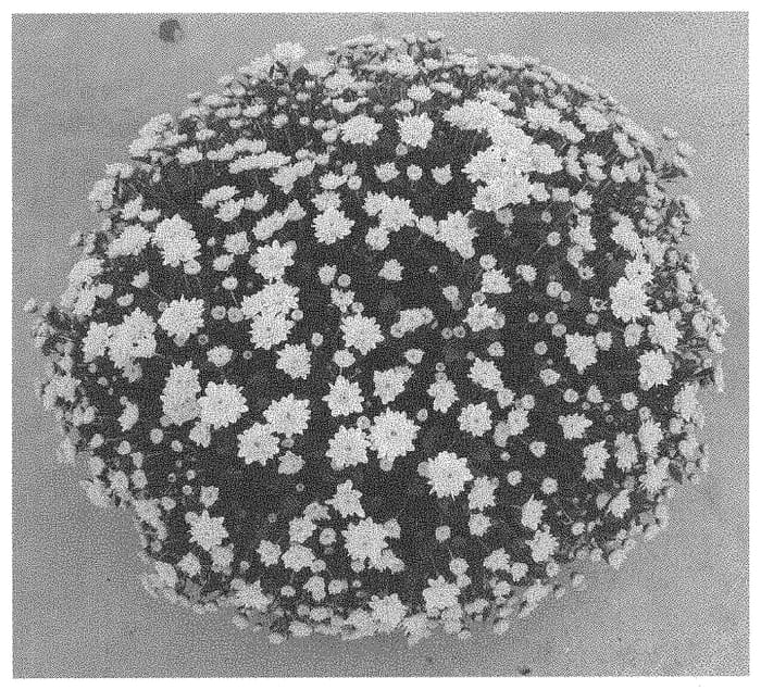 Figure 1 of US plant patent PP33815, the photograph of Zanmuskyfa Lemon printed in the patent.