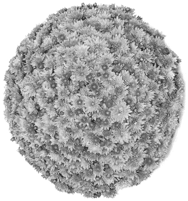 Figure 1 of US plant patent PP33816, the photograph of G22CIP06PI printed in the patent.