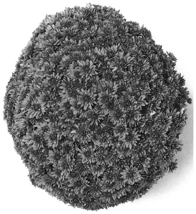 Figure 1 of US plant patent PP33817, the photograph of G22MAG06PI printed in the patent.