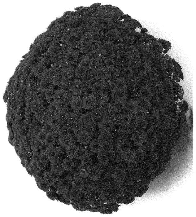 Figure 1 of US plant patent PP33818, the photograph of G22KOK10PU printed in the patent.