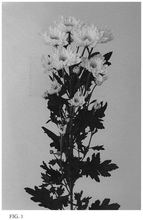 Figure 1 of US plant patent PP33819, the photograph of DLFRADO2 printed in the patent.