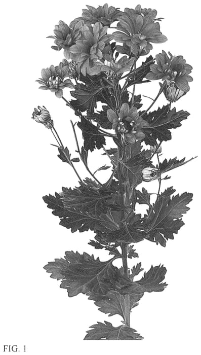 Figure 1 of US plant patent PP33820, the photograph of DLFUVIT7 printed in the patent.
