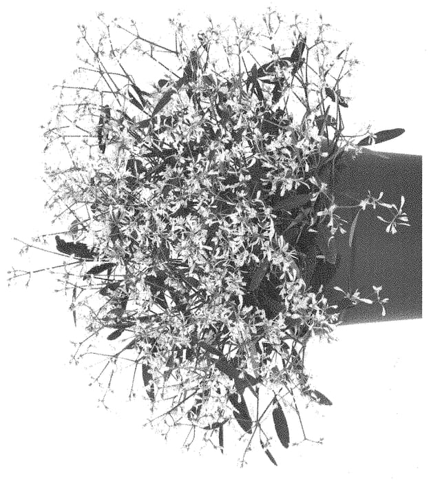 Figure 1 of US plant patent PP33821, the photograph of Dochastaduclewhi printed in the patent.