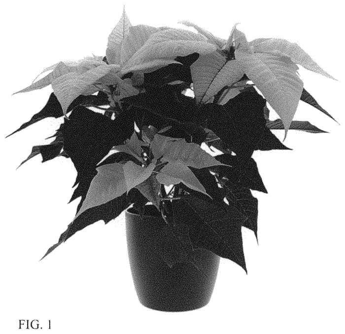 Figure 1 of US plant patent PP33822, the photograph of BKPONVW printed in the patent.