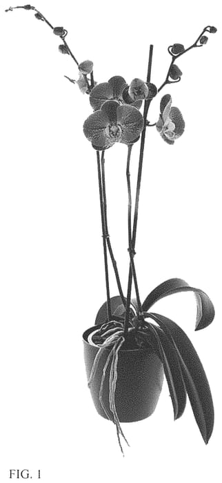 Figure 1 of US plant patent PP33823, the photograph of Splash Gordon printed in the patent.
