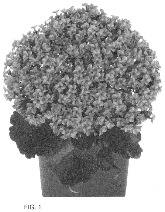 Figure 1 of US plant patent PP33824, the photograph of Dokalbrat printed in the patent.