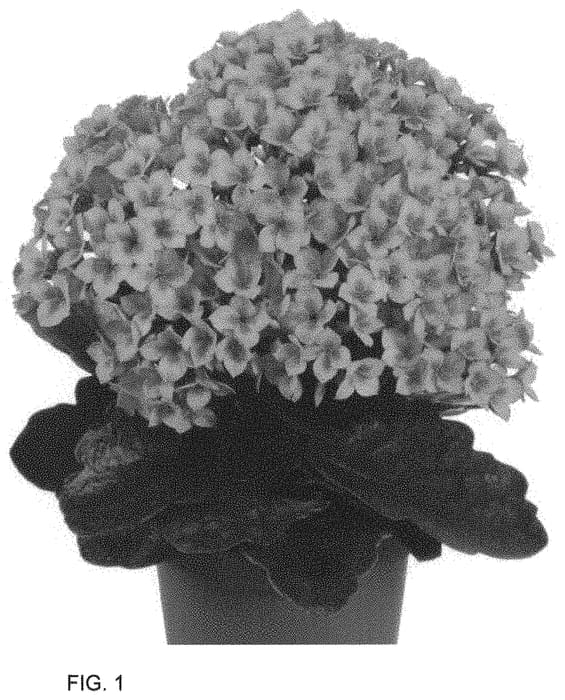 Figure 1 of US plant patent PP33825, the photograph of Dokalsin printed in the patent.