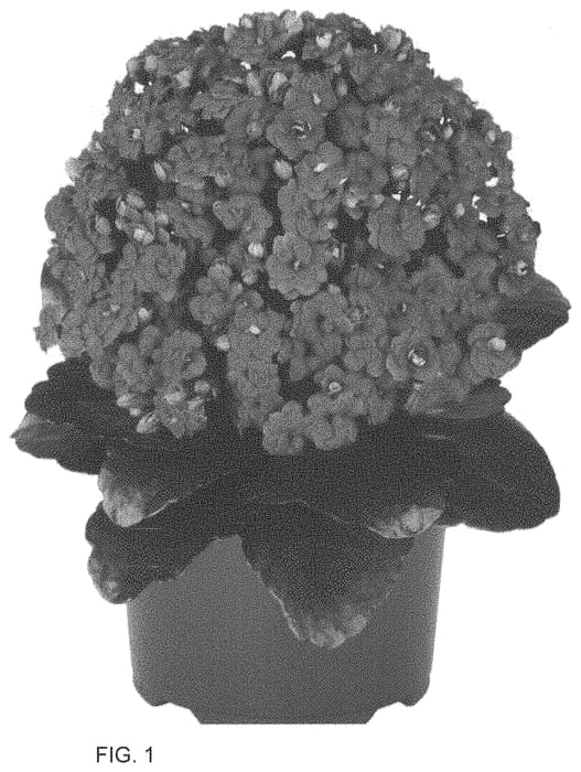 Figure 1 of US plant patent PP33826, the photograph of Dokaladki printed in the patent.