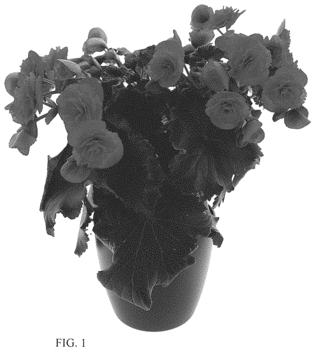 Figure 1 of US plant patent PP33827, the photograph of BKPEEVHP printed in the patent.