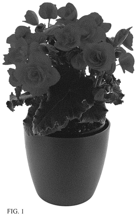 Figure 1 of US plant patent PP33828, the photograph of BKPBEBO printed in the patent.
