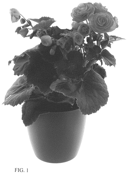 Figure 1 of US plant patent PP33829, the photograph of BKPBERP printed in the patent.