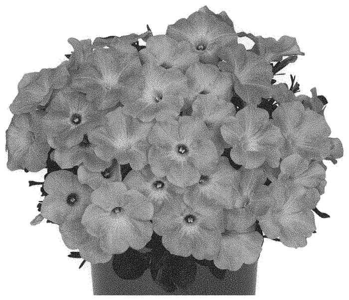 Figure 1 of US plant patent PP33830, the photograph of Dopetpococa printed in the patent.