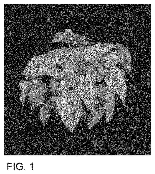 Figure 1 of US plant patent PP33831, the photograph of CRM STR OF15-691 printed in the patent.