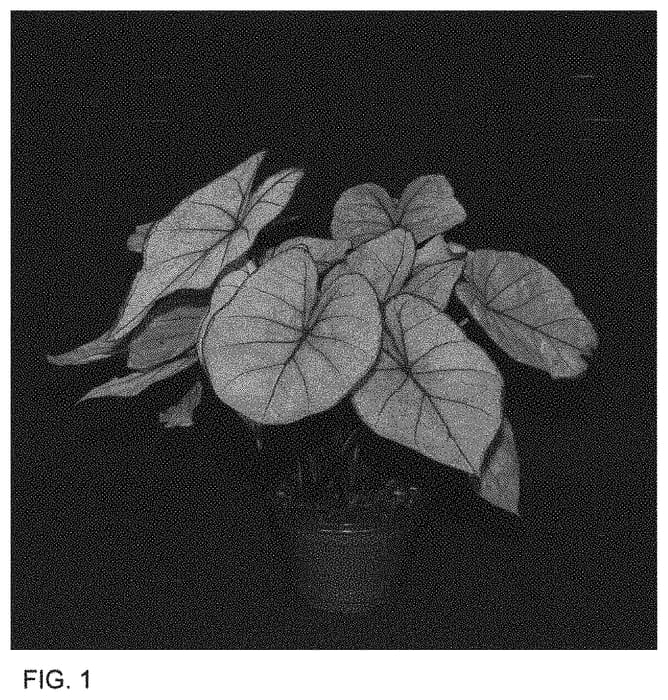 Figure 1 of US plant patent PP33832, the photograph of WQN BL V OF13-452 printed in the patent.
