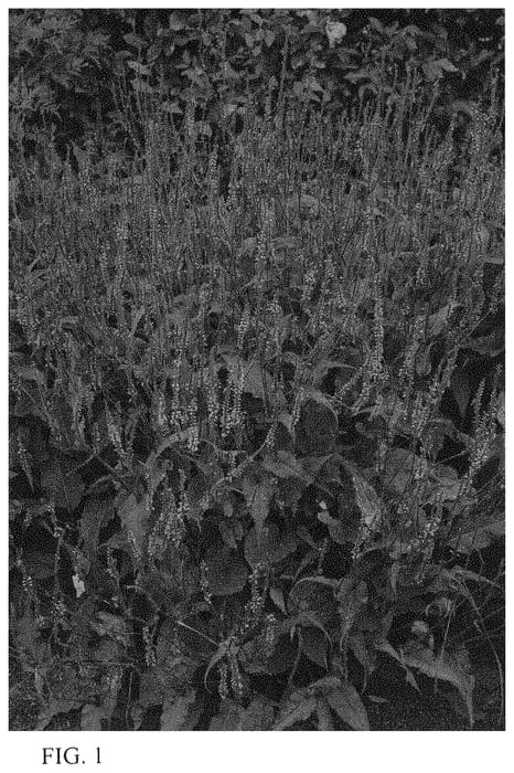 Figure 1 of US plant patent PP33833, the photograph of Flamingo Feathers printed in the patent.