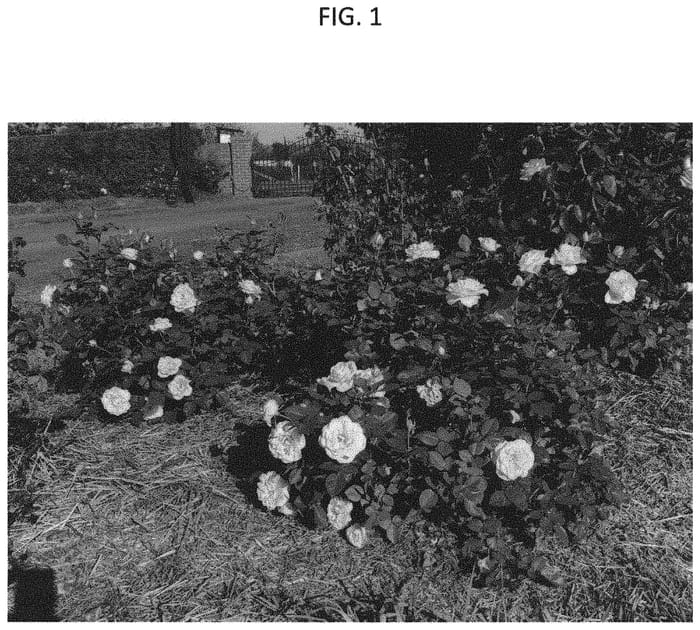 Figure 1 of US plant patent PP33834, the photograph of GRAylw printed in the patent.