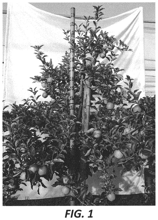 Figure 1 of US plant patent PP33835, the photograph of Isadora printed in the patent.
