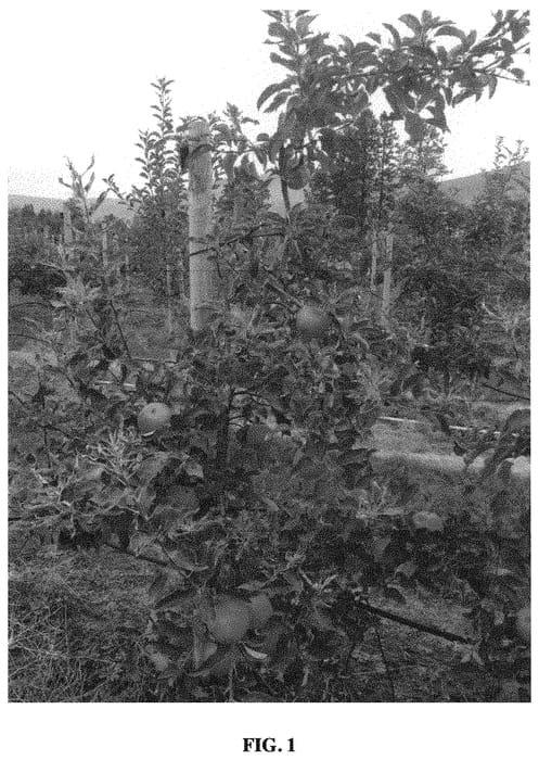 Figure 1 of US plant patent PP33836, the photograph of 8S5505 printed in the patent.