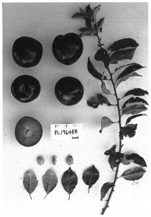 Figure 1 of US plant patent PP33837, the photograph of Suplum60 printed in the patent.