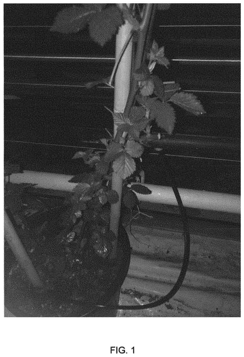 Figure 1 of US plant patent PP33838, the photograph of Jandrie printed in the patent.