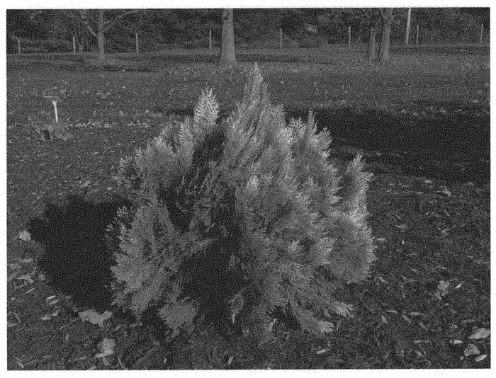 Figure 1 of US plant patent PP33839, the photograph of Quethucor printed in the patent.