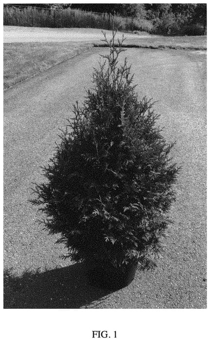 Figure 1 of US plant patent PP33840, the photograph of Leprechaun printed in the patent.
