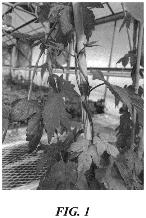 Figure 1 of US plant patent PP33841, the photograph of HBC 695 printed in the patent.