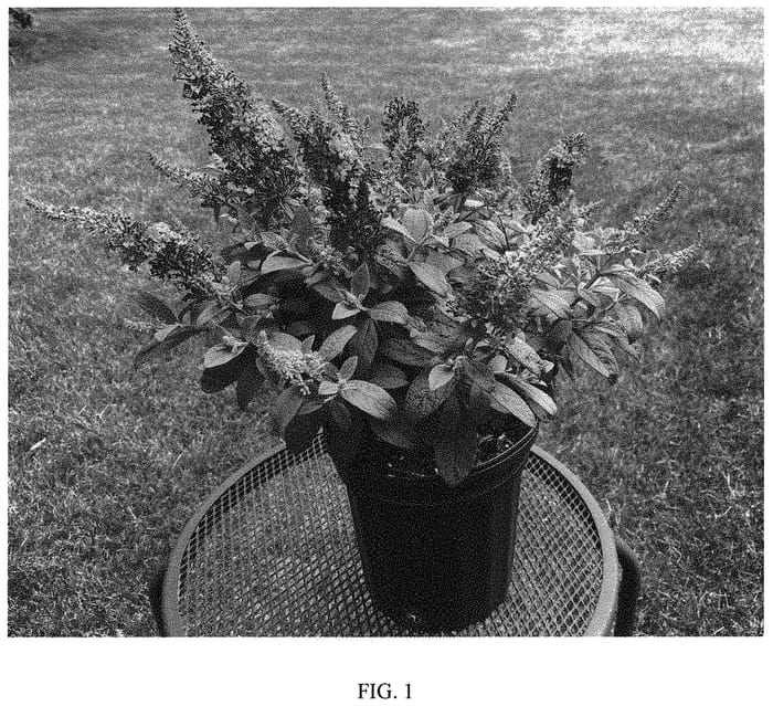 Figure 1 of US plant patent PP33842, the photograph of Balchrylu printed in the patent.