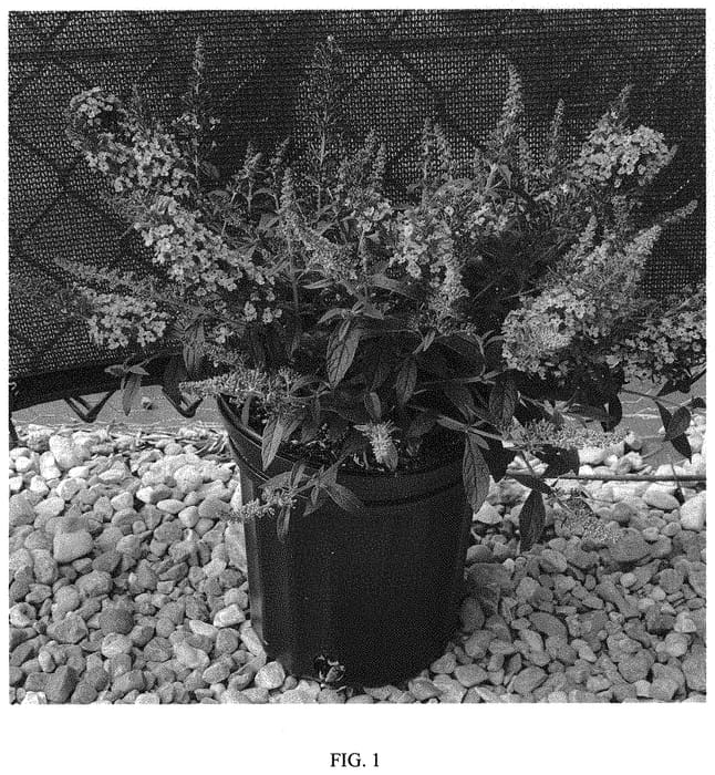 Figure 1 of US plant patent PP33843, the photograph of Balchryink printed in the patent.