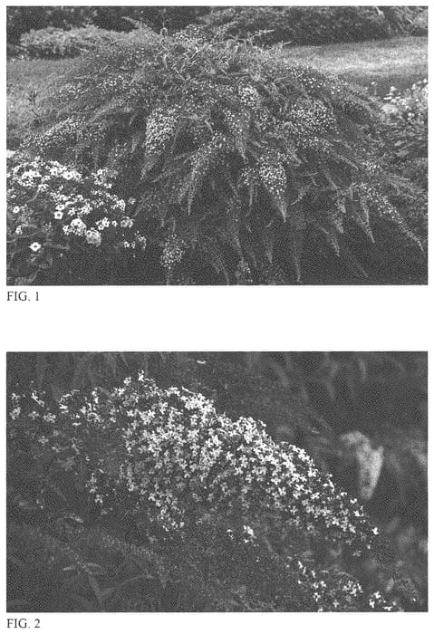 Figure 1 of US plant patent PP33844, the photograph of Lilac Cascade printed in the patent.