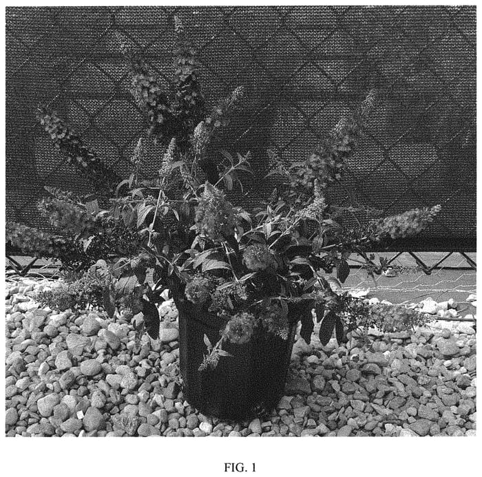 Figure 1 of US plant patent PP33845, the photograph of Balchryran printed in the patent.