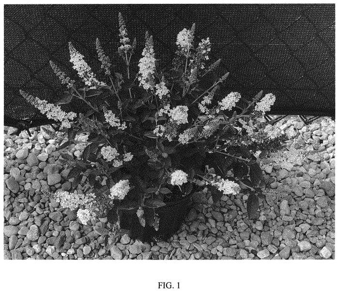 Figure 1 of US plant patent PP33846, the photograph of Balchryite printed in the patent.