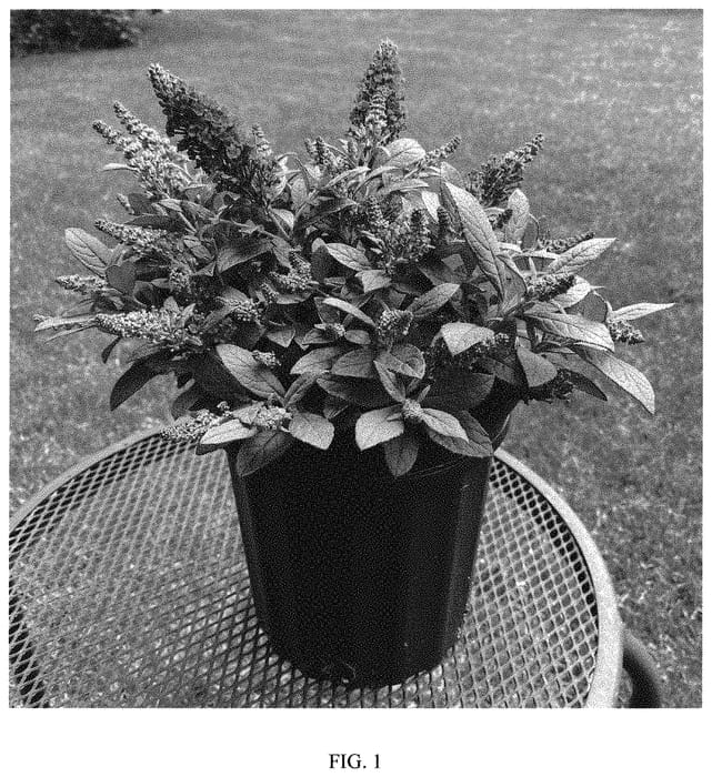 Figure 1 of US plant patent PP33847, the photograph of Balchryurp printed in the patent.