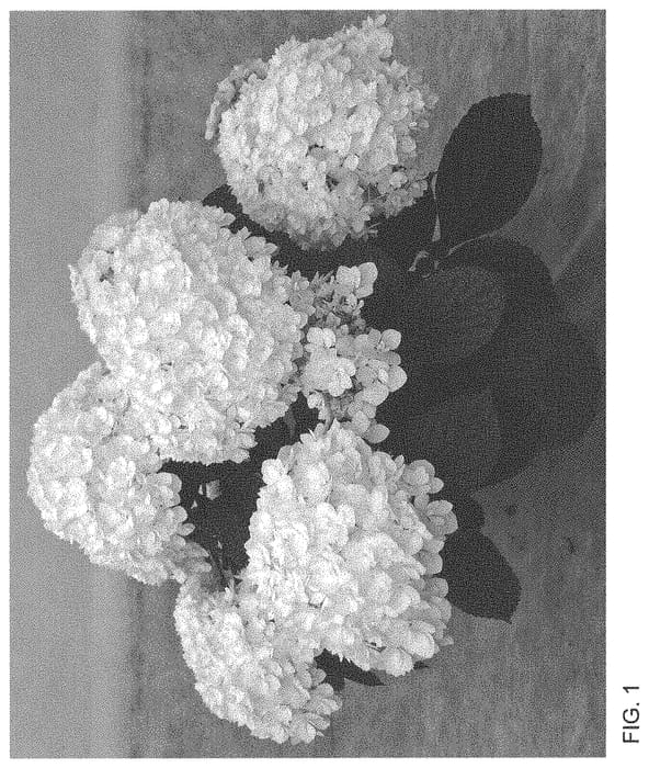 Figure 1 of US plant patent PP33848, the photograph of H220912 printed in the patent.