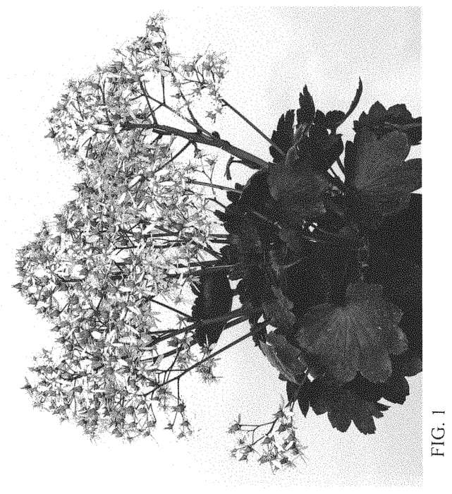 Figure 1 of US plant patent PP33849, the photograph of SH 1911 printed in the patent.